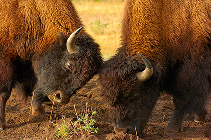 BisonFight_MadisonJunction_0965