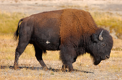 Bison_NezPerceCreek_9645