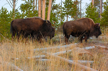 Bison_atDawn_MadisonJunction_0307