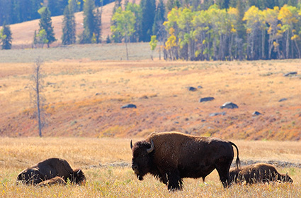 Bison_LamarValley_9888