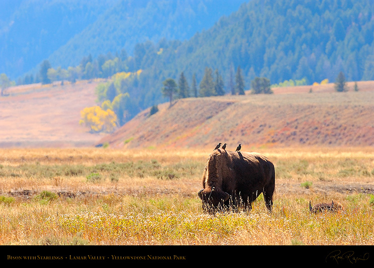 Bison_LamarValley_9890