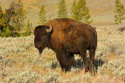 Bison_atSunrise_LamarValley_0274