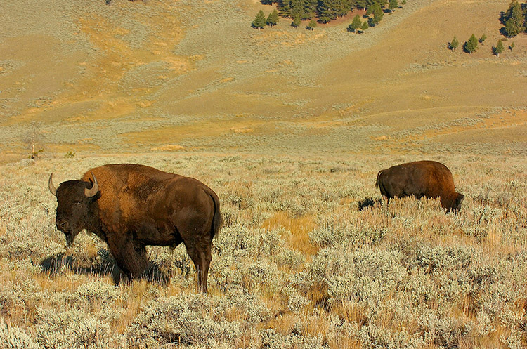 Bison_atSunrise_LamarValley_0278