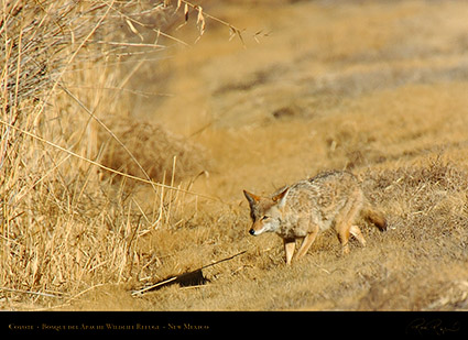 Coyote_2471