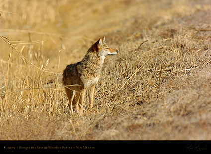 Coyote_2474