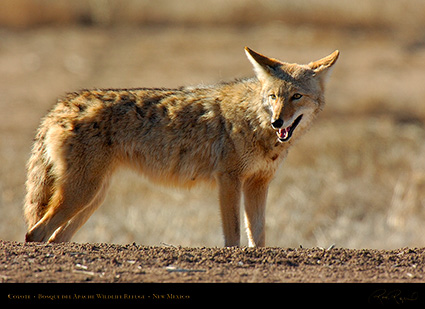 Coyote_2533