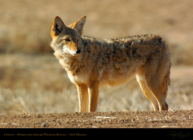 Coyote_2542