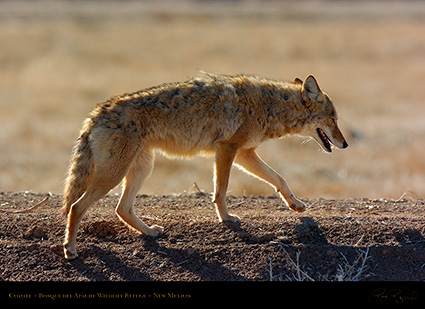 Coyote_2551