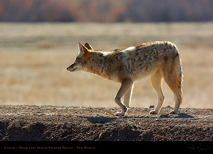 Coyote_2555