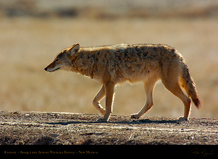 Coyote_2559