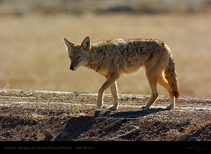 Coyote_2563