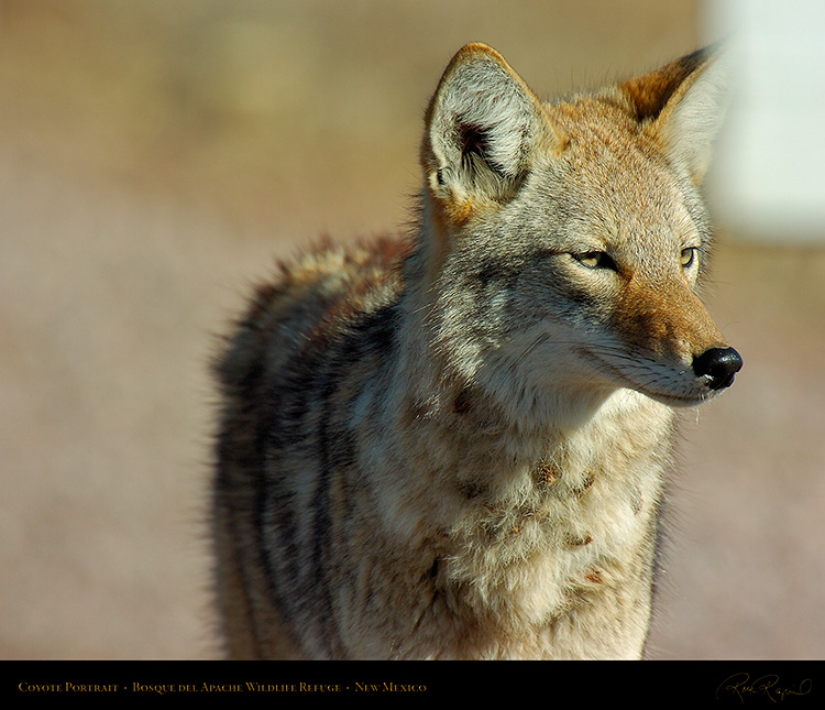 Coyote_Portrait_2494M