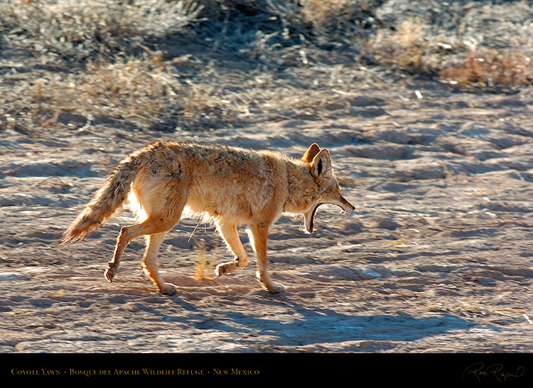 Coyote_Yawn_4239