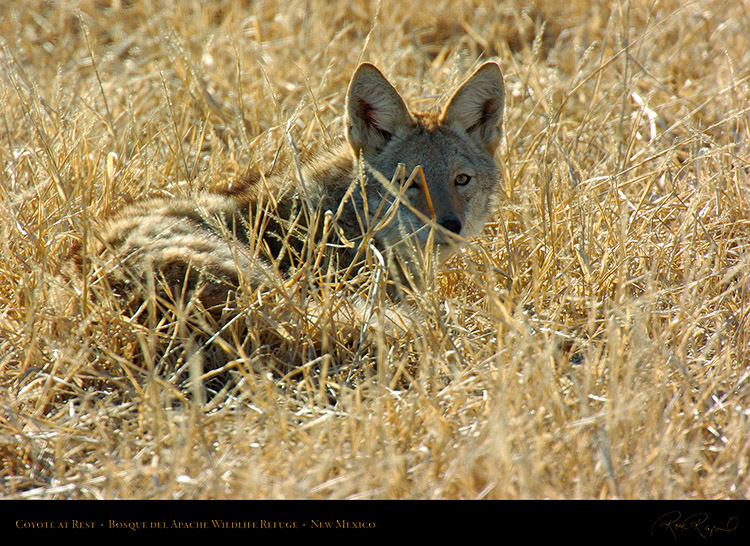 Coyote_atRest_4907