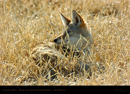 Coyote_atRest_4909