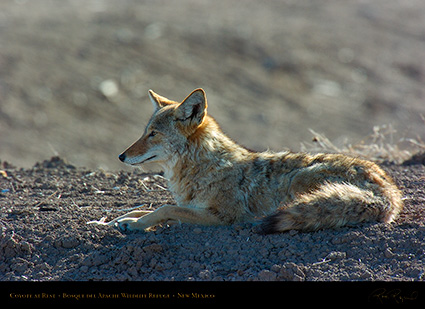 Coyote_atRest_5072