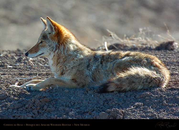 Coyote_atRest_5075