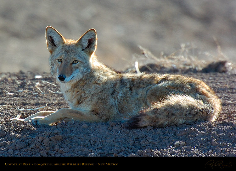 Coyote_atRest_5077