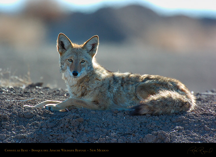 Coyote_atRest_5083