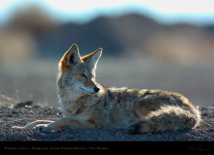 Coyote_atRest_5091