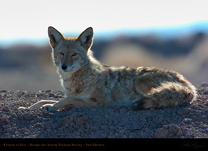 Coyote_atRest_5107