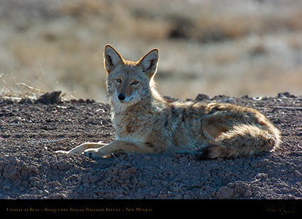 Coyote_atRest_5112