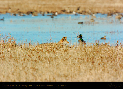 Coyote_in_theGrass_2608