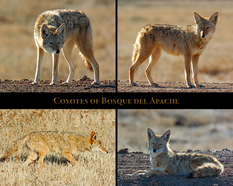 Coyote_Bosque