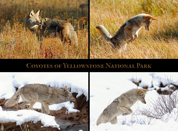 Coyote_Yellowstone