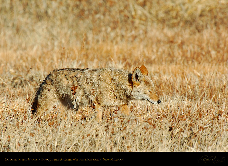 Coyote_in_theGrass_4227