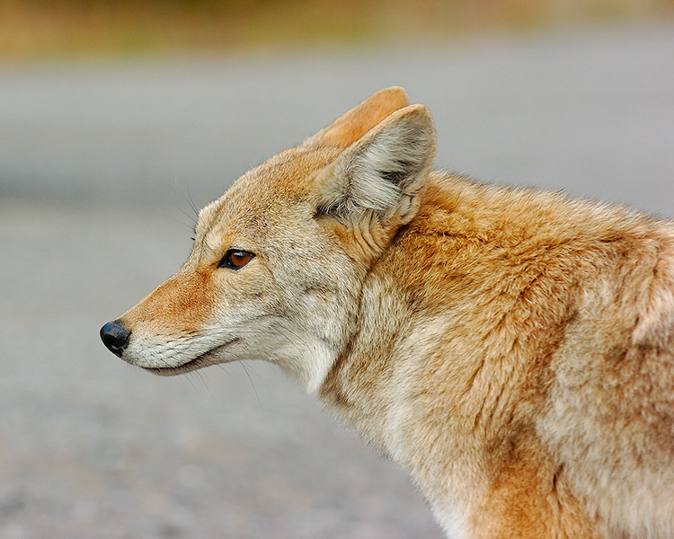 CoyotePortrait_ObsidianCliffs_0776M