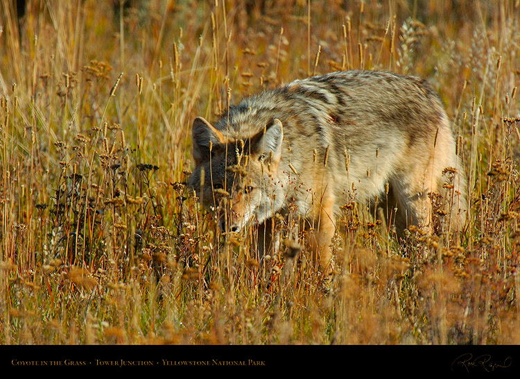 Coyote_TowerJunction_0334