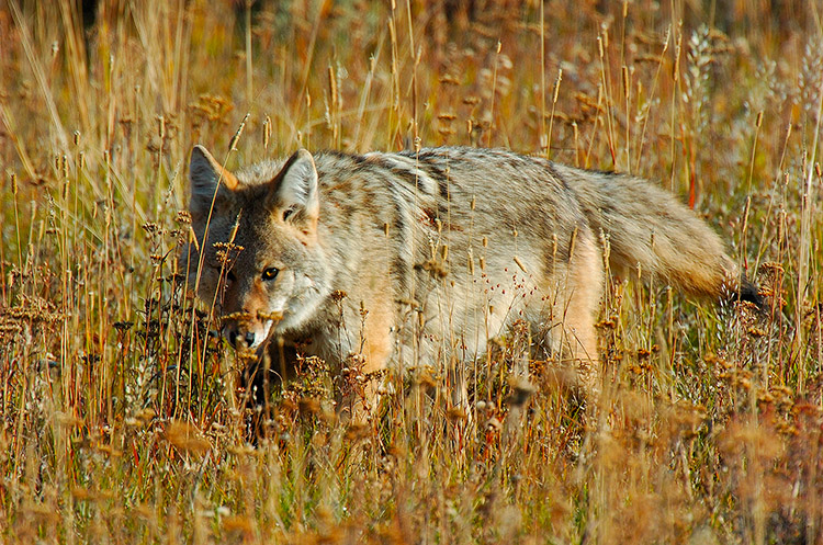 Coyote_TowerJunction_0343