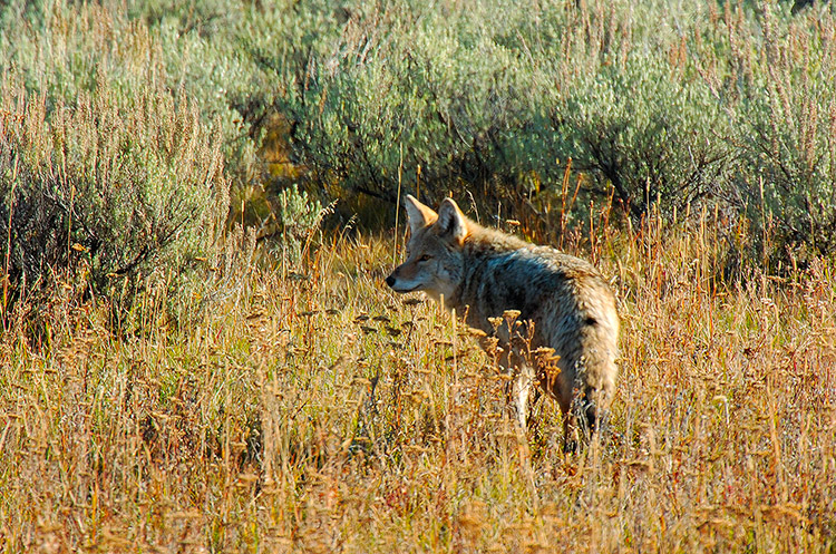 Coyote_TowerJunction_0370