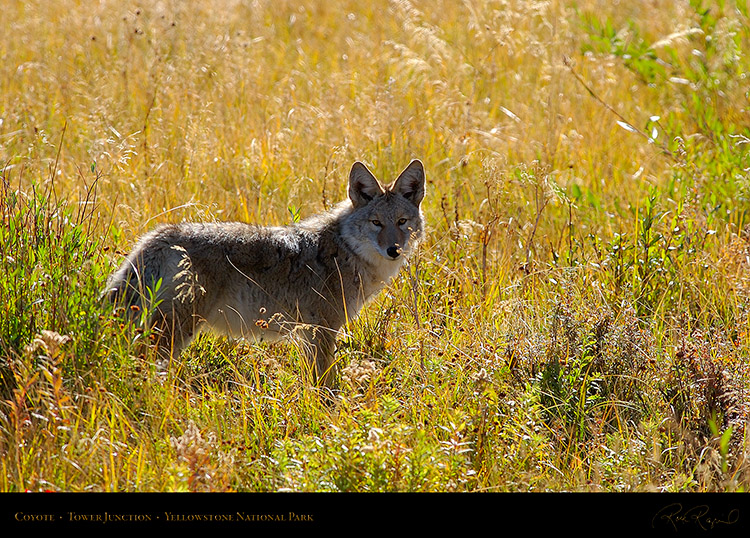 Coyote_TowerJunction_9308