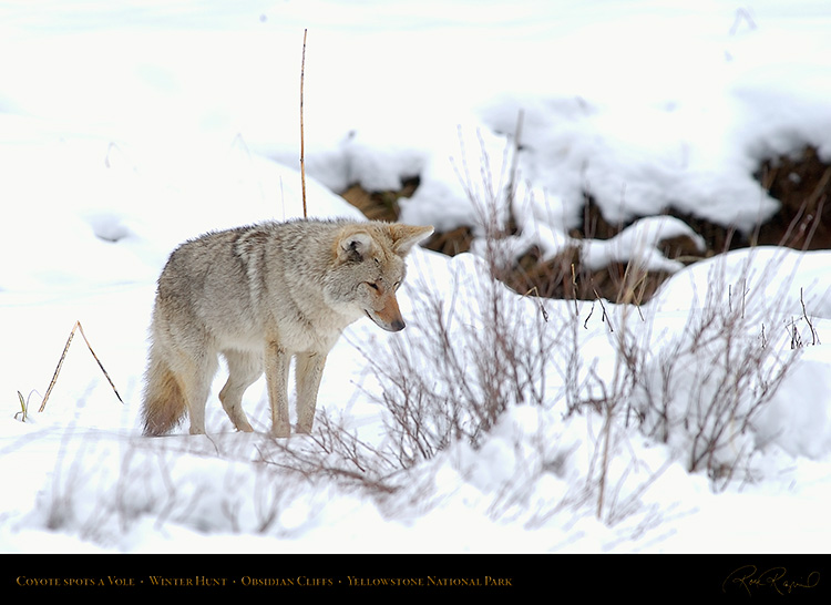 Coyote_WinterHunt_6784