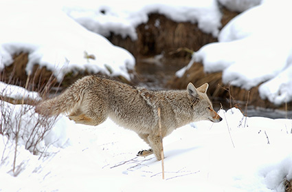 Coyote_WinterHunt_6804