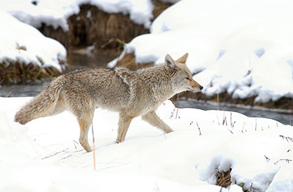 Coyote_WinterHunt_6805