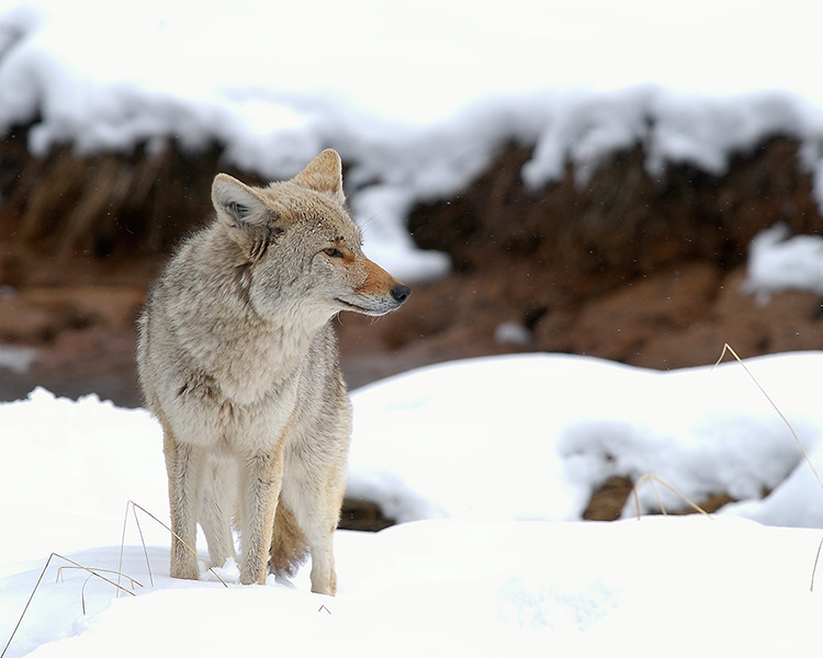 Coyote_WinterHunt_6818M