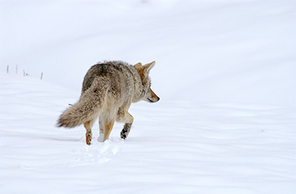 Coyote_WinterHunt_6823