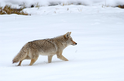 Coyote_WinterHunt_6827