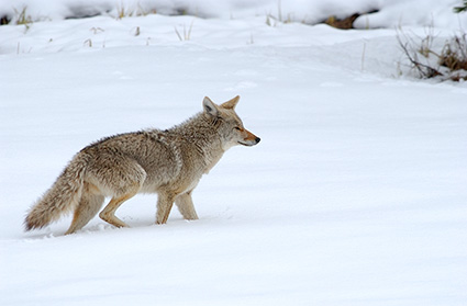 Coyote_WinterHunt_6829