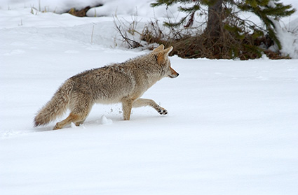 Coyote_WinterHunt_6831