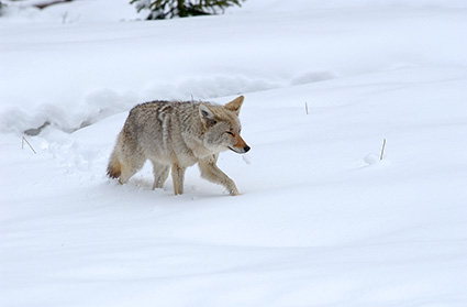 Coyote_WinterHunt_6841