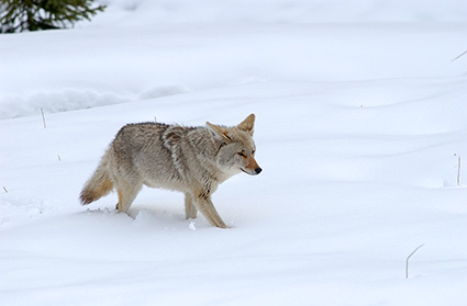 Coyote_WinterHunt_6843