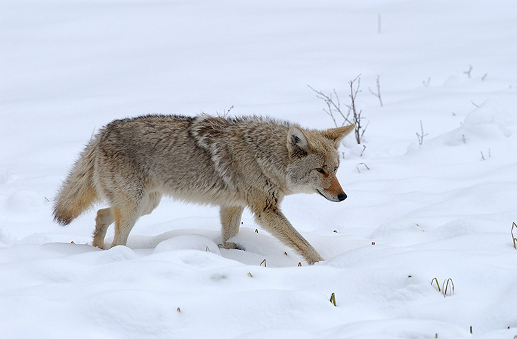 Coyote_WinterHunt_6846