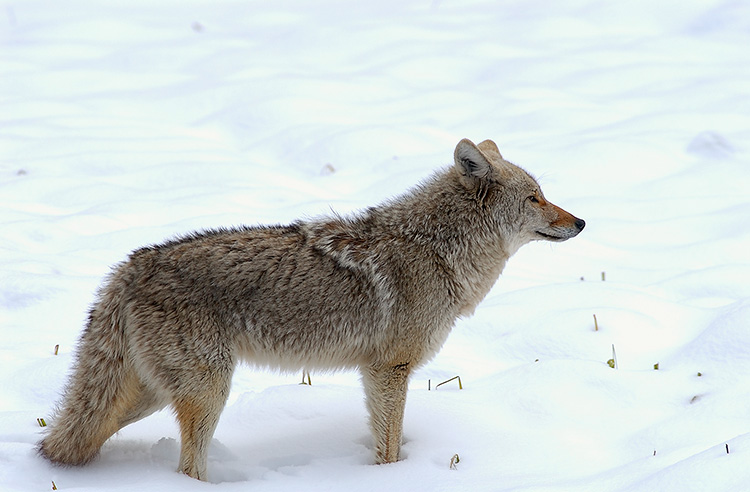 Coyote_WinterHunt_6849