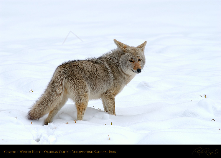 Coyote_WinterHunt_6855