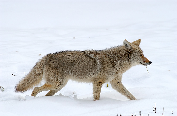 Coyote_WinterHunt_6860