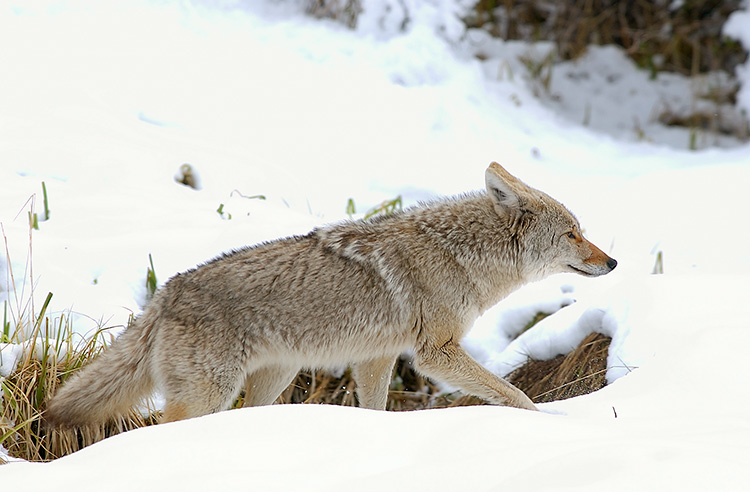 Coyote_WinterHunt_6866